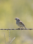 Vesper Sparrow